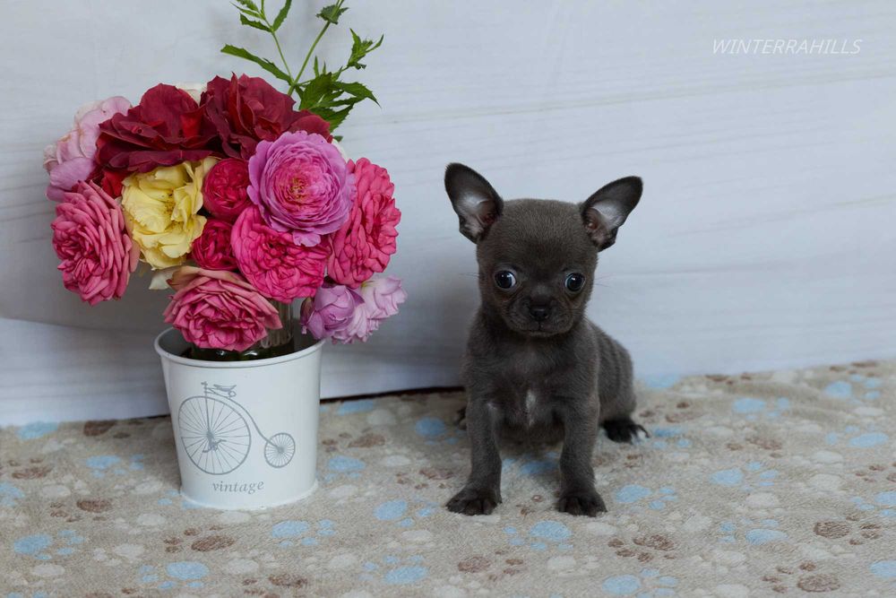 Blue smoothcoat female Chihuahua ~ Чіхуахуа КСУ