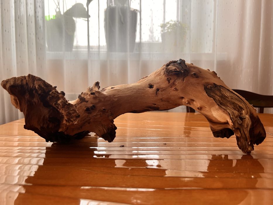 Коряга Mopani Mopani