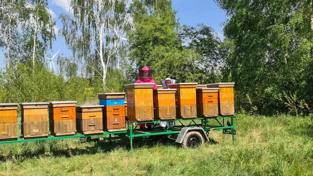 Miód wielokwiatowy z własnej pasieki.