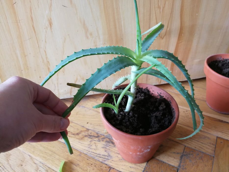 Aloes z sadzonką