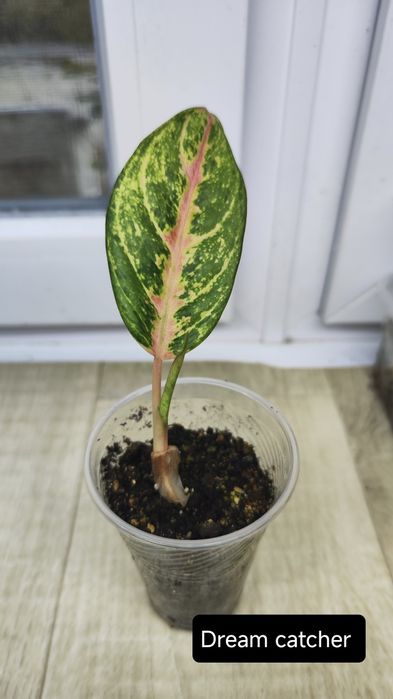 Аглаонеми Lemon Mint, Grand blossom, Spicy pink, Guava pink