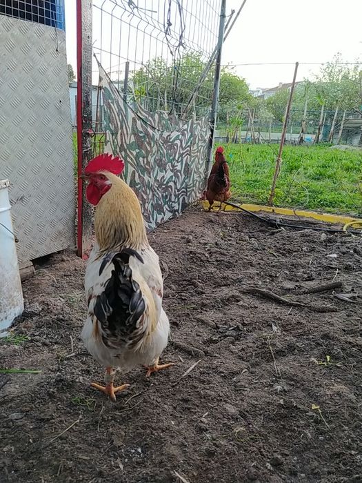 Galos caseiros vivos