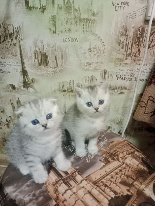 Продам шотландских котят.