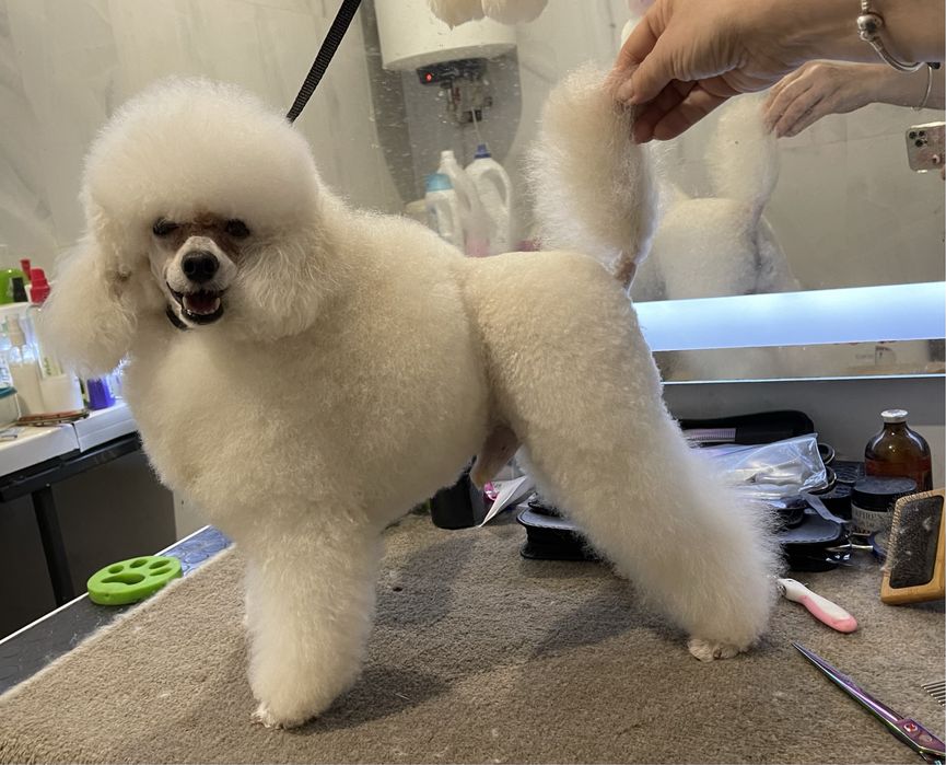 Той пудель белого окраса приглашает на вязку.