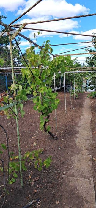 Дом в Светлом старые дачи, 22 улица, 6 соток земли.