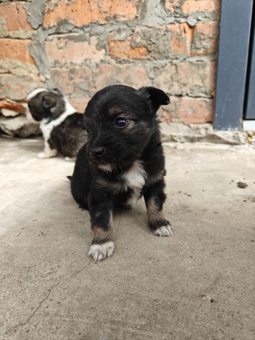 Дівчинка в добрі руки