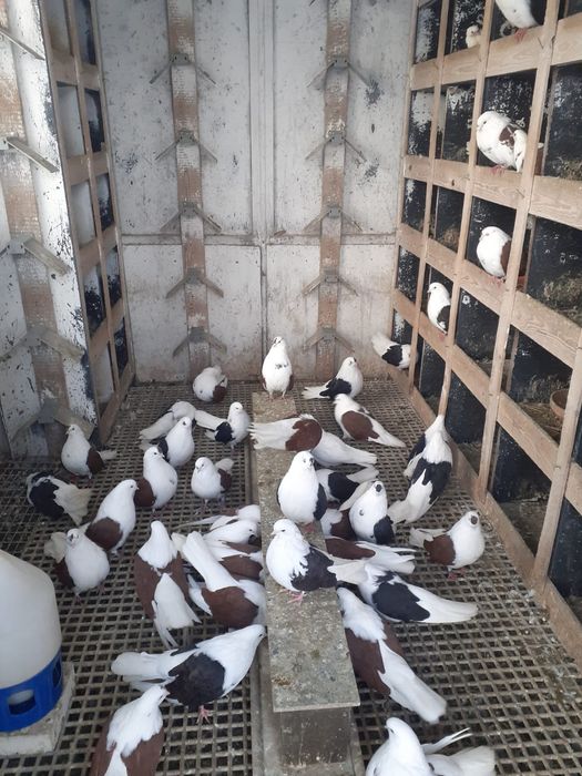 Gołębie orliki lubelskie