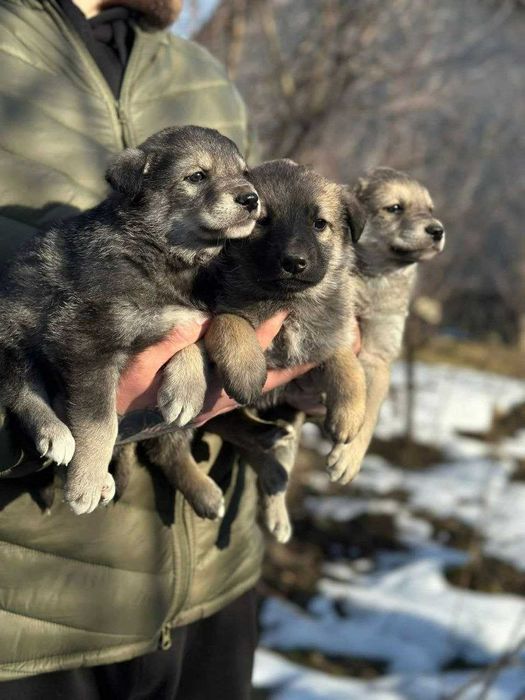 Маленькі дівчатка-ведмежатка чекають на своїх господарів.