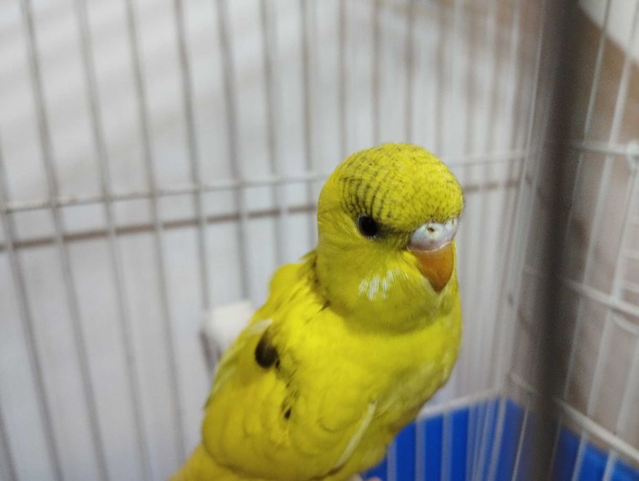 Periquitos australiano, novos