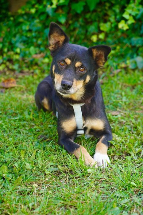 Suczka do adopcji
