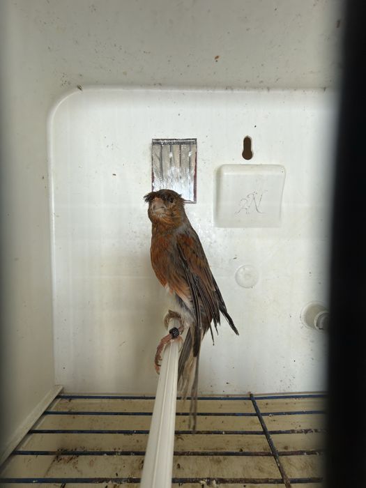 Canário alerquim português