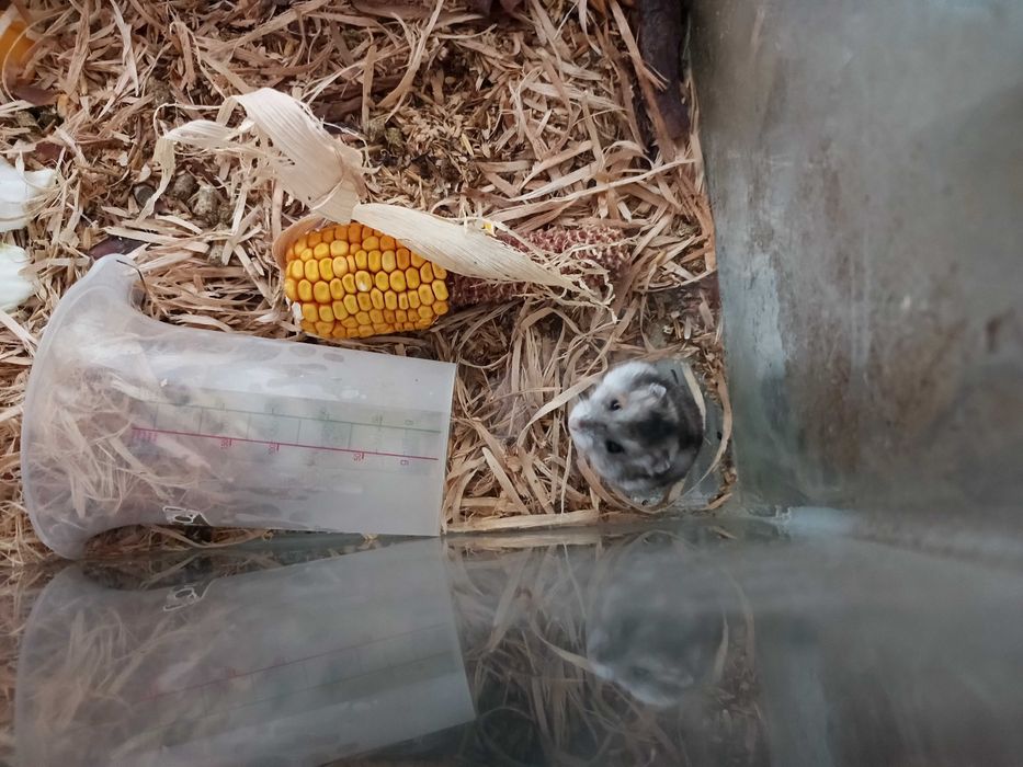 chomiki z  akwarium duzym ,