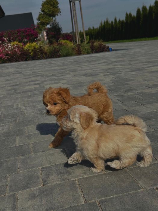 Maltipoo szukają nowego domu