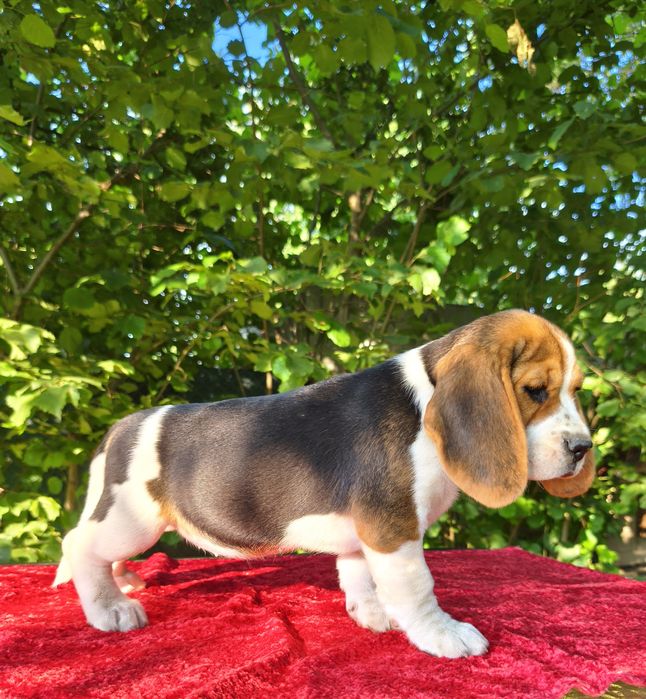 Suczka Beagle szczeniak