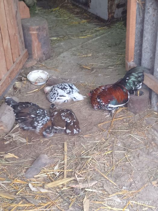 Продам  Алтайськой бінтамкі  і/я .40гр/1.