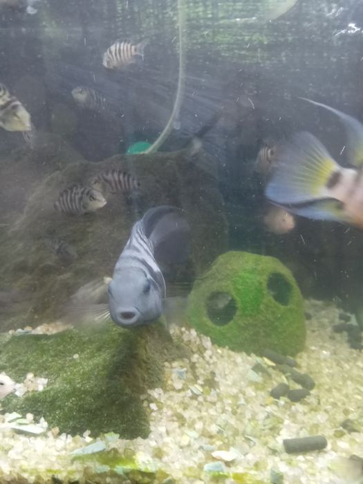 Цихліди Cuchlid рибки, акваріумні рибки ,хижаки Бучач.