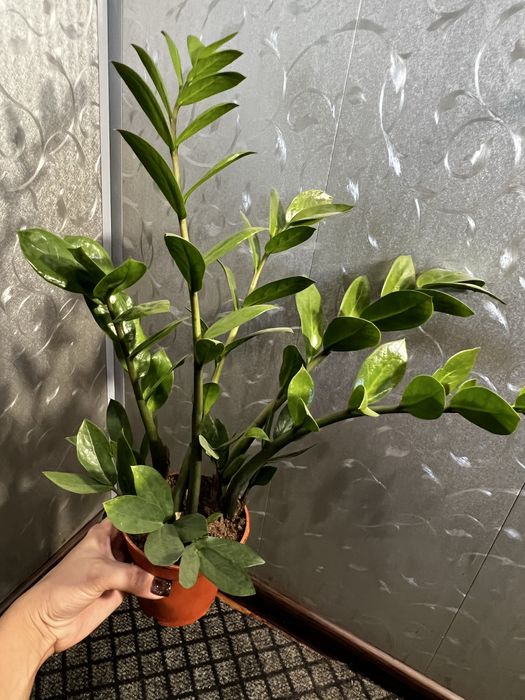 Заміокулькас (великий кущ)