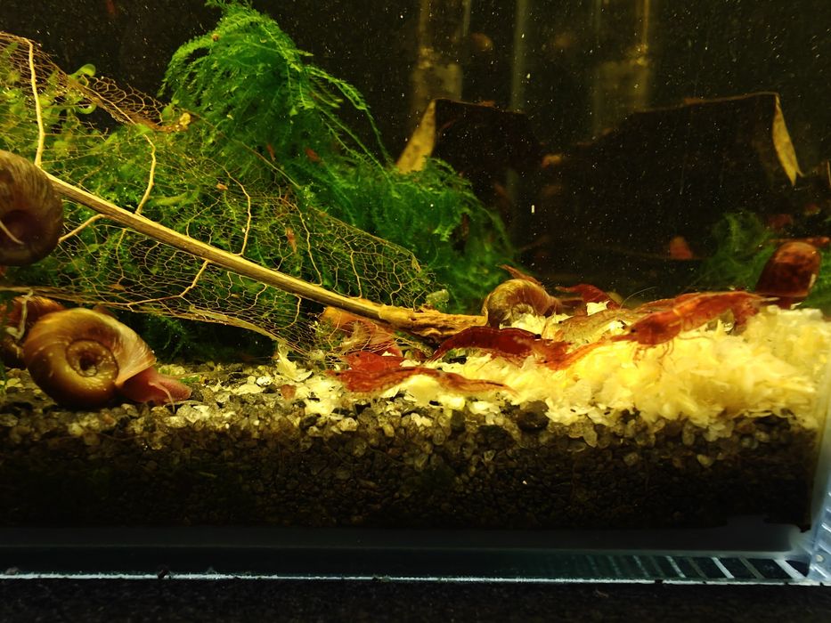 Krewetki poselekcyjne Bloody Mary