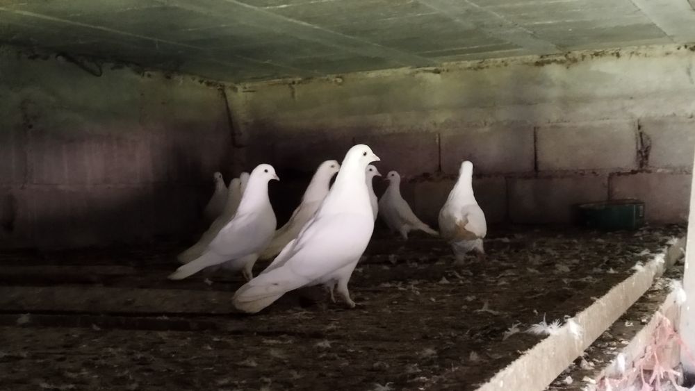 Pombas domesticas Brancas