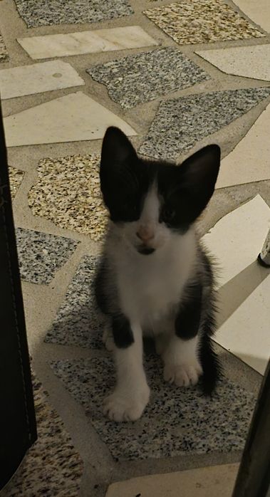 Gatinhos para adoção responsável