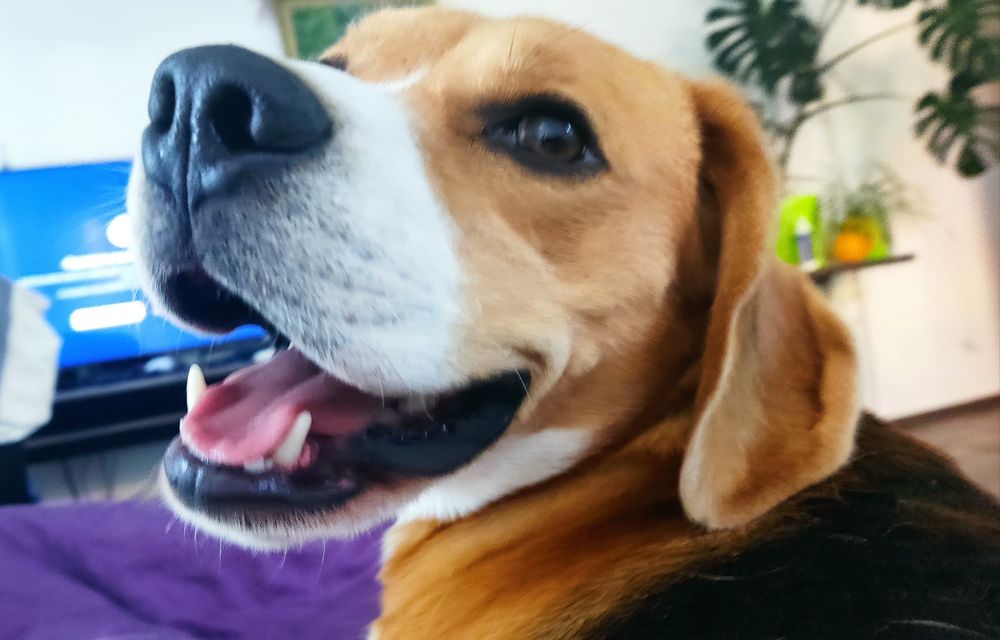 В'язка собак,  кобель бігль