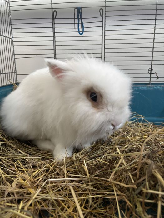 Karzełek Teddy Miniaturka