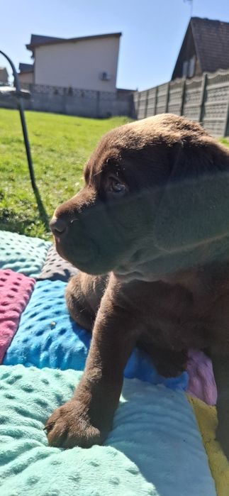 Labrador retriever szczeniak