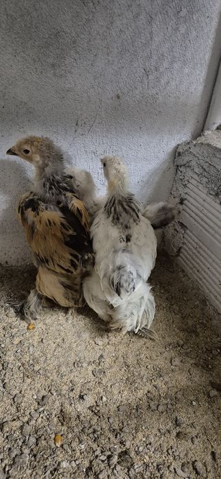 Varias aves pavões
