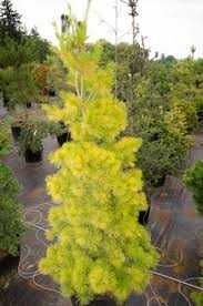 Продам сосну Луї, Pinus strobus Loui