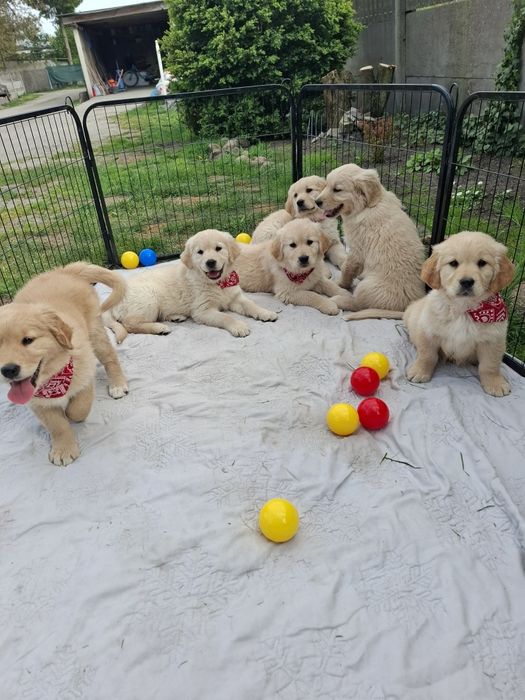 Piekny piesek Golden Retriever