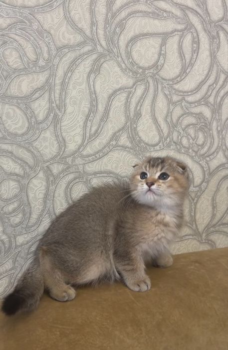 Хлопчик скоттіш фолд