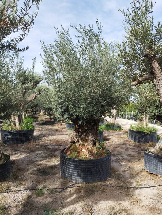 Palma mrozoodporna.  Rośliny egzotyczne.  Yucca rostrata  fortunei