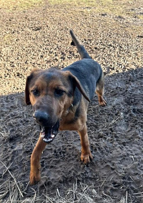 Oddam za darmo,do adopcji- śliczna Kora szuka domu.