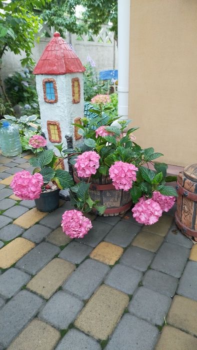 Продаются гортензии