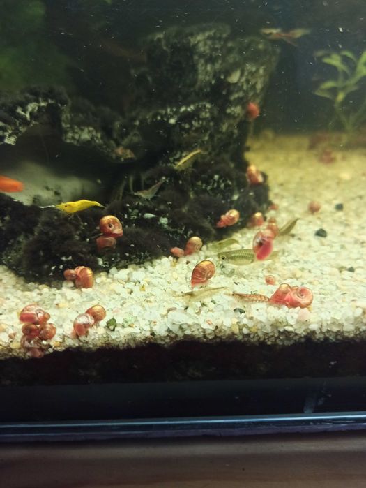 Krewetki mieszane kolory