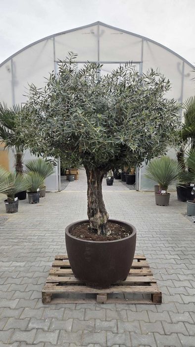Drzewo oliwne Olea europaea 230-250 cm | gruby pień | donica ozdobna