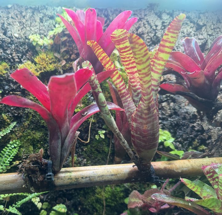 Neoregelia super fireball terrarium