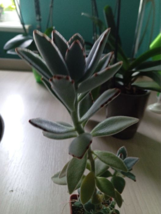 Каланхое войлочное