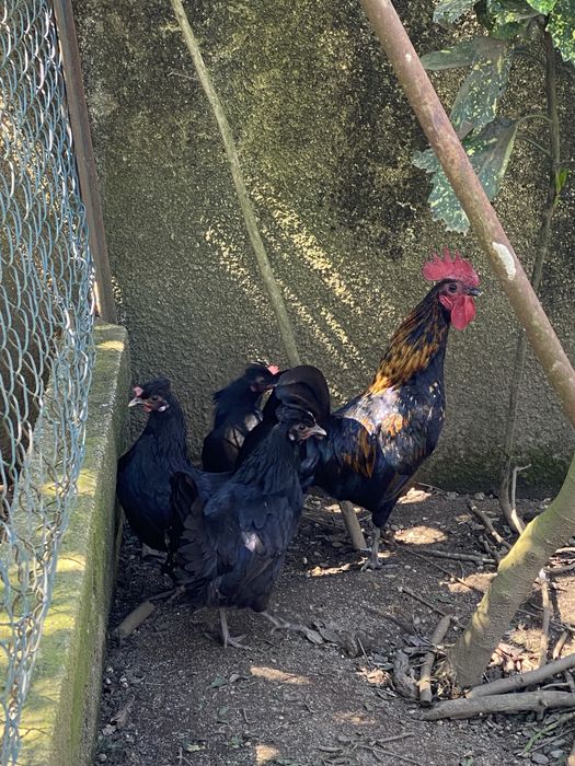 Garnizos brancos e pretos