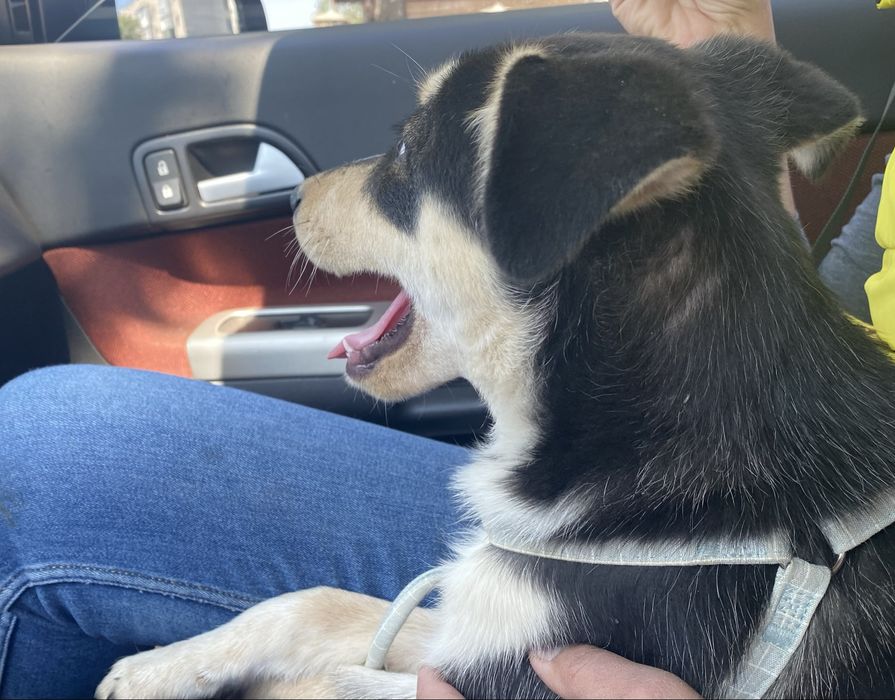 Цуцик шукае люблячу родину