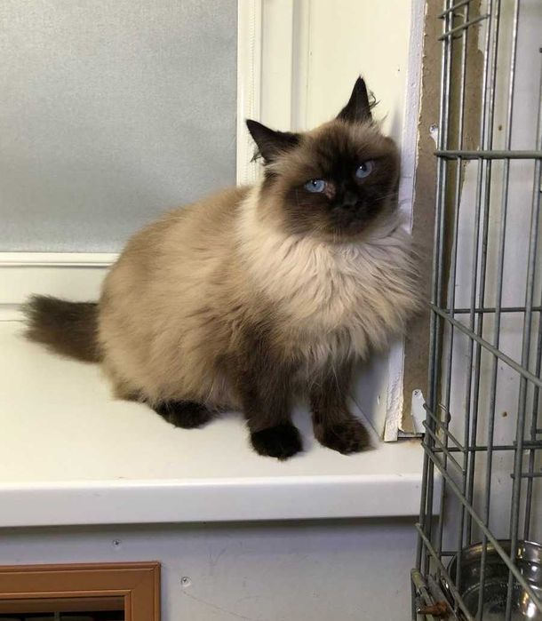 Шикарний ГОЛУБООКИЙ котик МУРКОТ, із золотим характером