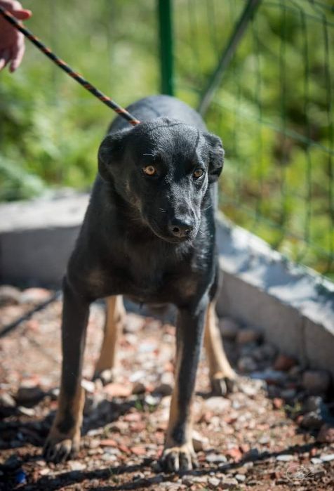 Ziva- cachorra de porte médio para adoção