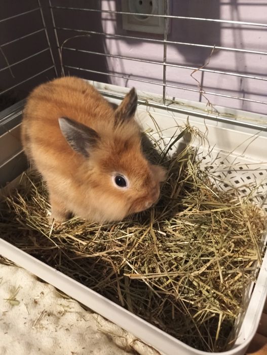 Sprzedam Rudego króliczka  Samczyk z klatka :) 3.5 m