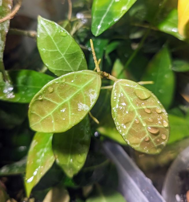 Hoja Zestaw odmian kolekcjonerskich