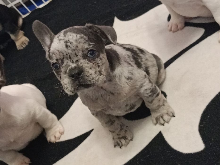 Мальчики французского бульдога разных окрасов