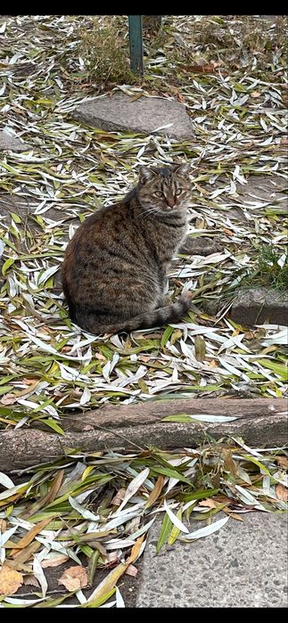 Кішка кішечка