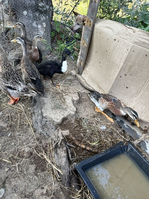 Patos reais machos