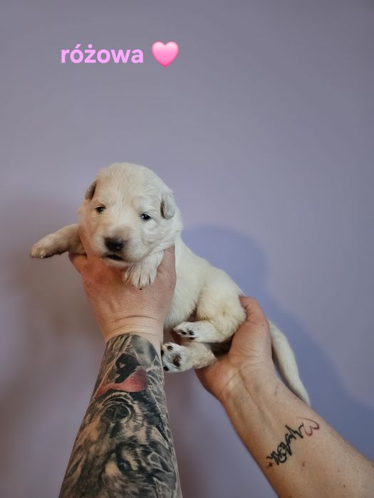 Owczarek staroniemiecki