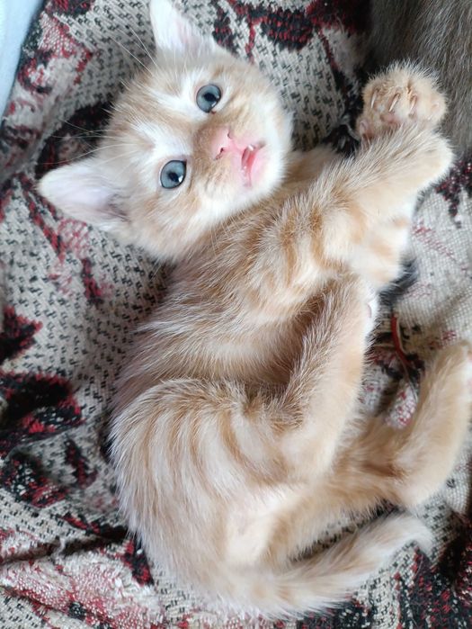 Отдаем котенка мальчик рыжий