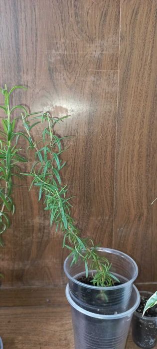 Розмарин , фикус бенджаміна